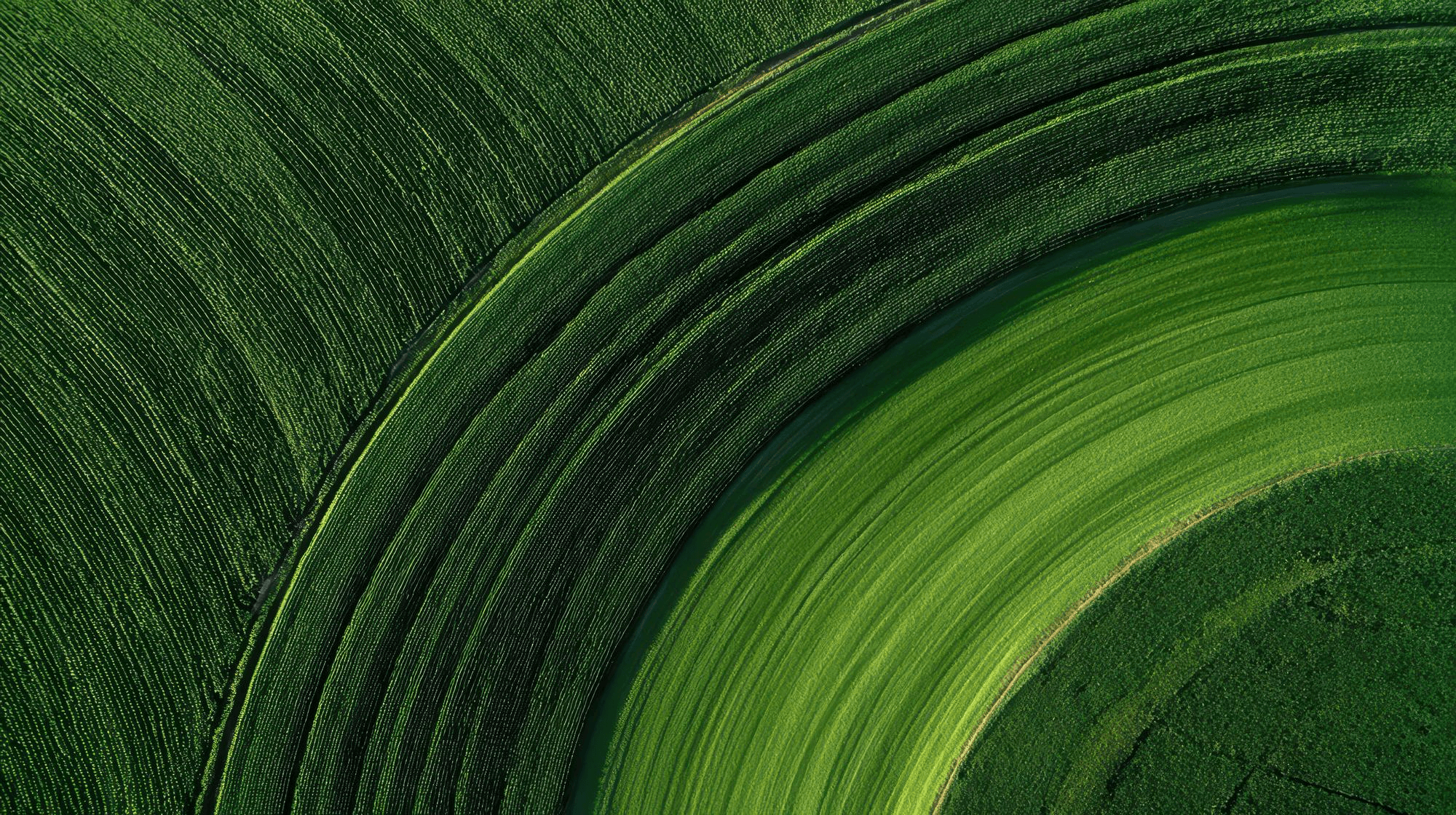Agricultural fields viewed from above